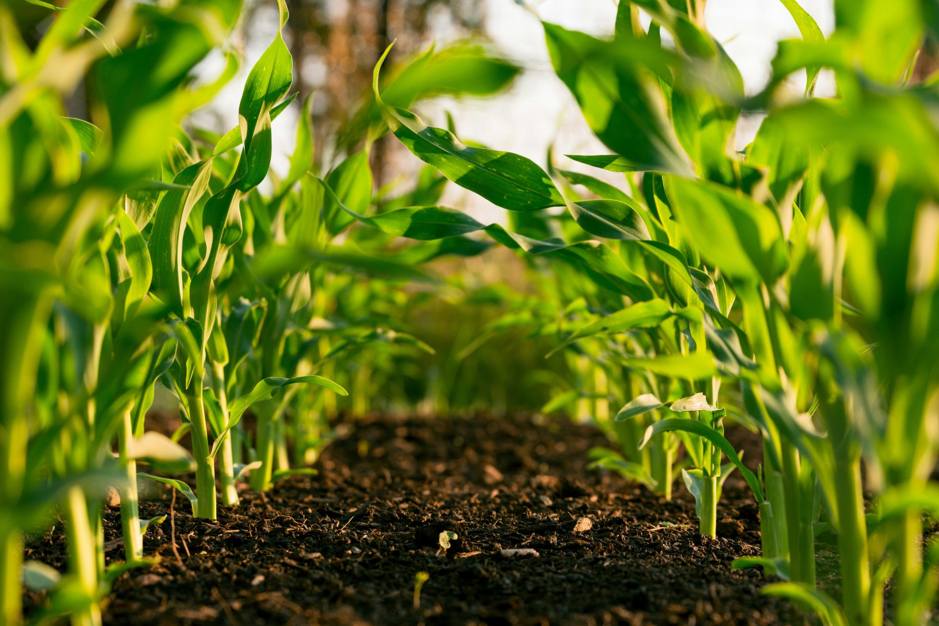 planta verde en suelo marrón