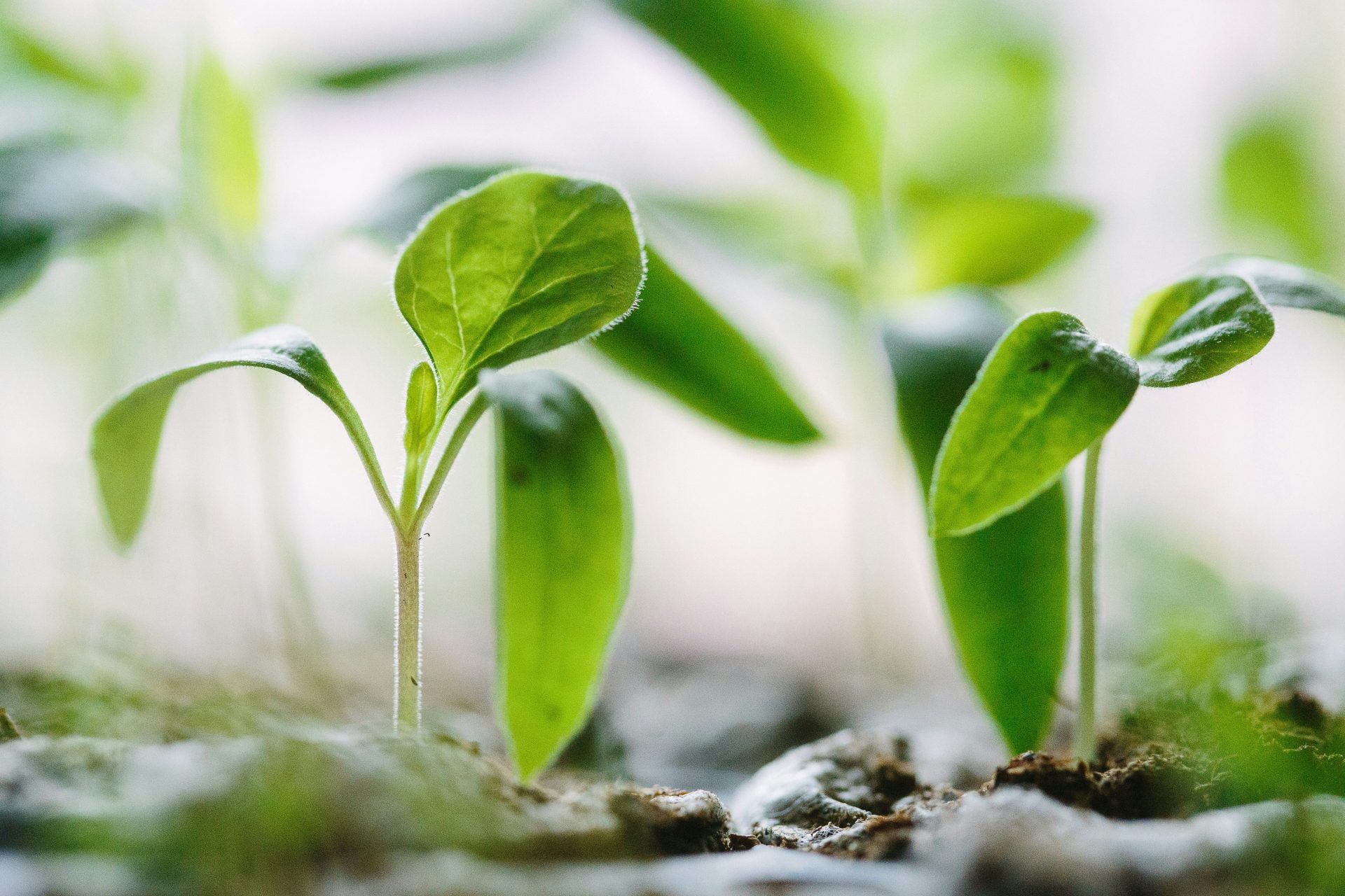 plantas verdes en el suelo